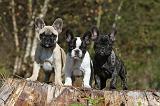 BOULEDOGUE FRANCAIS 323